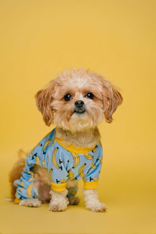 Grenouillères ou combinaison pyjama animaux ?