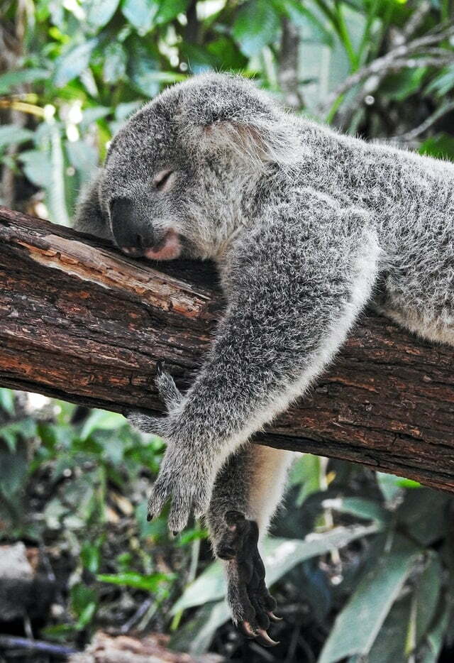 Le sommeil